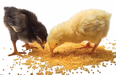 Responsible Feeding hero image
