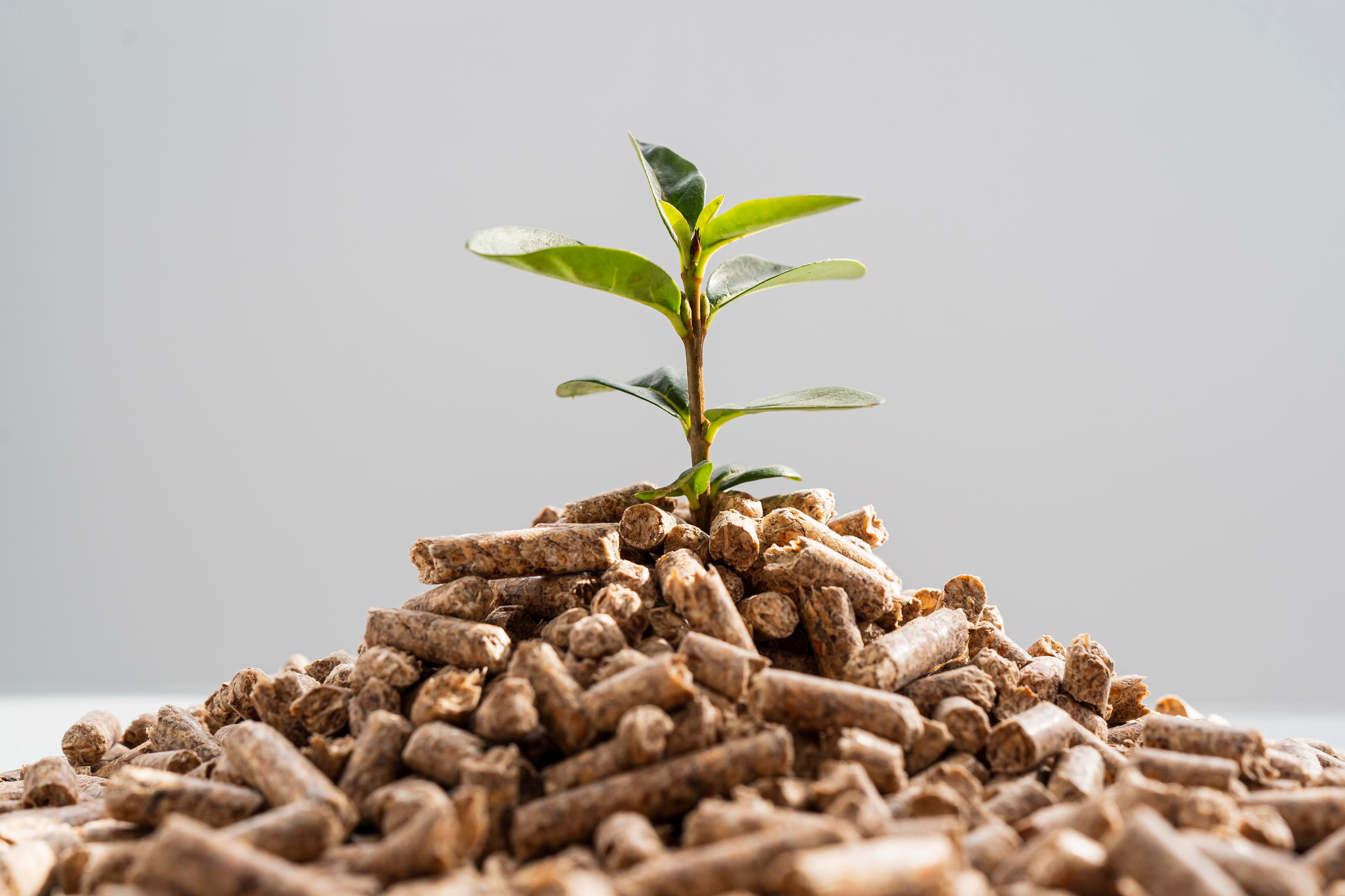 Healthy livestock feeding on premium animal feed